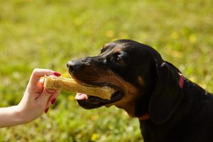 Hund der bider fast i en hunde snack fra sin ejer på en græsplæne